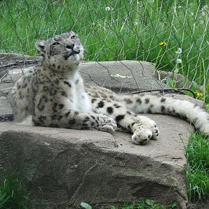 The Fragile Hunters - Snow Leopard