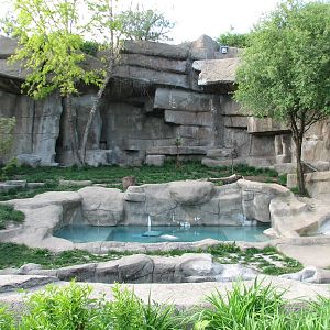 The Fragile Hunters - Amur Tiger Exhibit