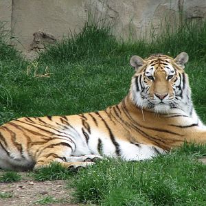 The Fragile Hunters - Amur Tiger