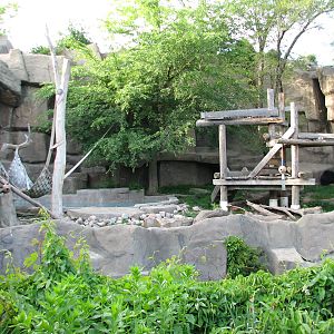The Fragile Hunters - Sloth Bear Exhibit