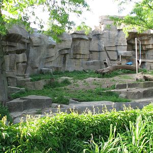 The Fragile Hunters - African Lion Exhibit