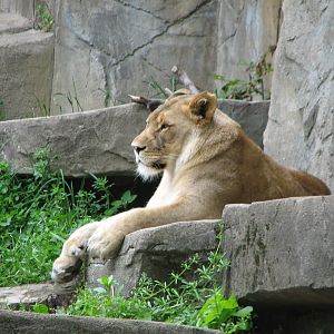 The Fragile Hunters - African Lion