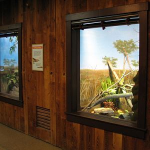 Australia - Bearded Dragon and Shingleback Skink Exhibits
