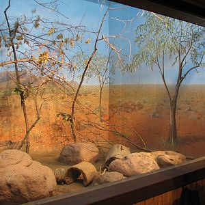 Australia - Short-nosed Echidna, Scarlet-chested Parrot, and Princess Parro