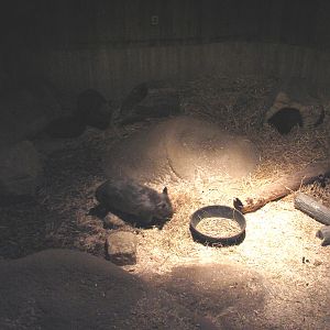 Australia - Southern hairy-nosed Wombat Exhibit 1