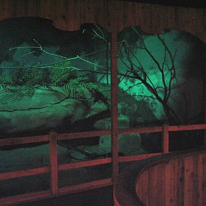 Australia - Tawny Frogmouth Exhibit