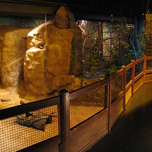 Australia - Southern hairy-nosed Wombat Exhibit 3