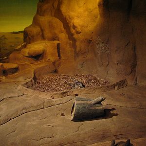 Australia - Southern hairy-nosed Wombat Exhibit 3