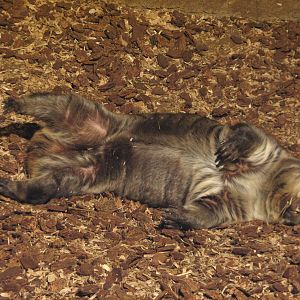 Australia - Southern hairy-nosed Wombat