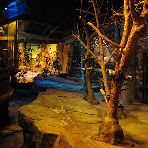 Australia - Rodrigues Fruit Bat Exhibit