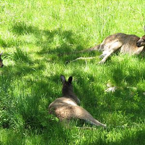 Australia - Western Gray Kangaroo
