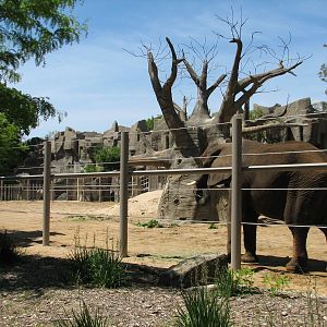 Pachyderms - African Elephant Exhibit