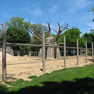 Pachyderms - African Elephant Exhibit