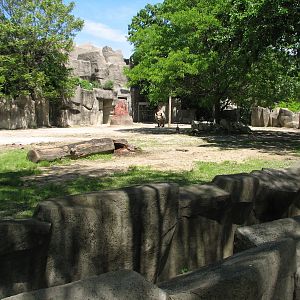 Pachyderms - Black Rhinoceros Exhibit 2