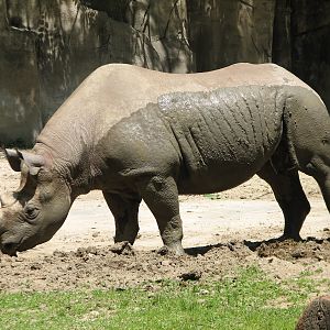 Pachyderms - Black Rhinoceros