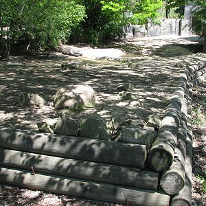 Pachyderms - Pygmy Hippo Exhibit