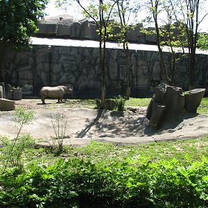 Pachyderms - Black Rhinoceros Exhibit 3