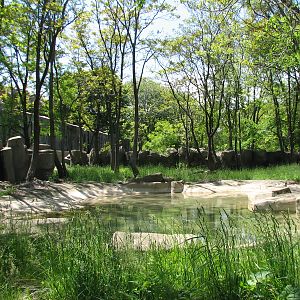 Pachyderms - Lowland Tapir Exhibit