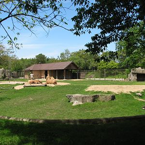 Hoofed Animals - Bactrian Camel Exhibit 1
