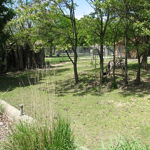 Hoofed Animals - Grants Zebra Exhibit