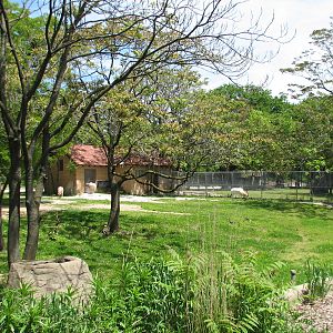 Hoofed Animals - Addax Exhibit 1