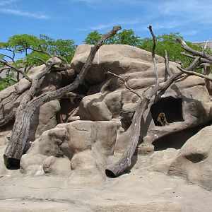 Baboon Island