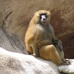 Baboon Island - Guinea Baboon