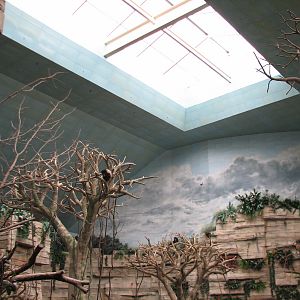 Tropic World - South America - Skylight