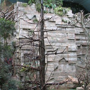 Tropic World - South America - Callimico Exhibit Tree