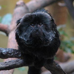 Tropic World - South America - Callimico