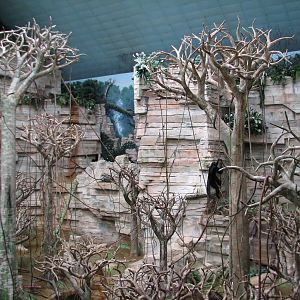 Tropic World - South America - Main Exhibit