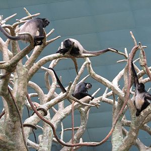 Tropic World - South America - Spider Monkey