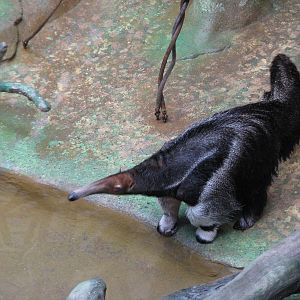 Tropic World - South America - Giant Anteater