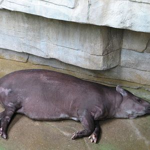 Tropic World - South America - Brazilian Tapir