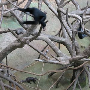 Tropic World - Asia - White-cheeked Gibbon and Asian Small-clawed Otter