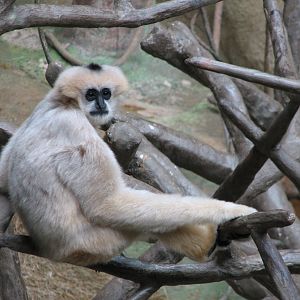 Tropic World - Asia - White-cheeked Gibbon