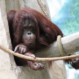 Tropic World - Asia - Orangutan