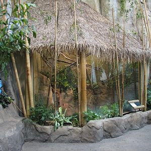 Tropic World - Asia - Northern Tree Shrew Exhibit
