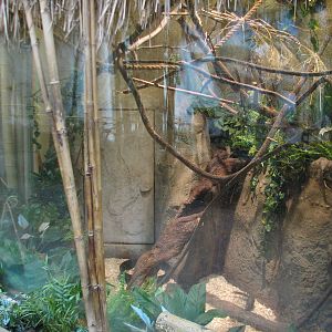 Tropic World - Asia - Northern Tree Shrew Exhibit