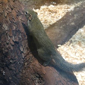 Tropic World - Asia - Northern Tree Shrew