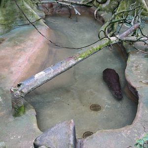 Tropic World - Africa - Main Exhibit