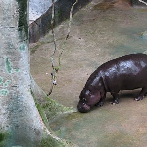 Tropic World - Africa - Pygmy Hippo