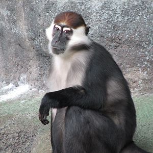 Tropic World - Africa - Red-capped Mangabey