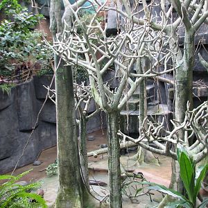 Tropic World - Africa - Main Exhibit