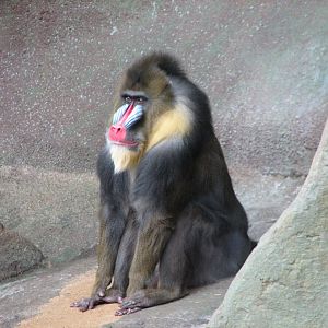 Tropic World - Africa - Mandrill