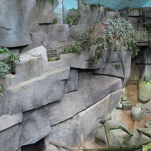 Tropic World - Africa - Gorilla Exhibit