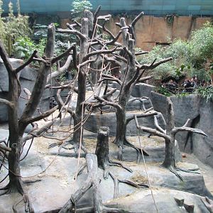 Tropic World - Africa - Gorilla Exhibit