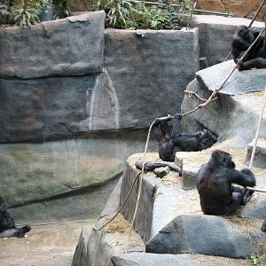 Tropic World - Africa - Gorilla Exhibit