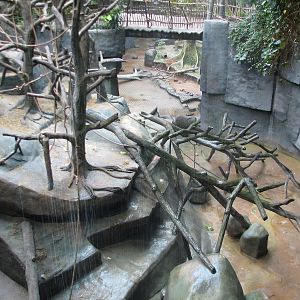 Tropic World - Africa - Gorilla Exhibit