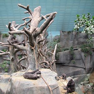 Tropic World - Africa - Gorilla Exhibit